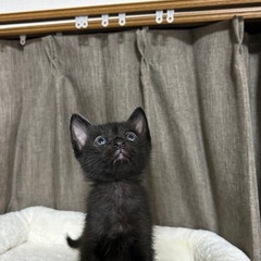 生後1ヶ月半4兄妹③黒猫男の子