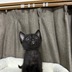 ランキングキーワードに紐づく投稿画像-黒猫