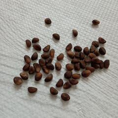 空芯菜の種🌱1個1円の画像