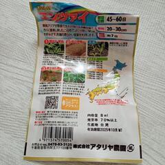 空芯菜の種🌱1個1円の画像