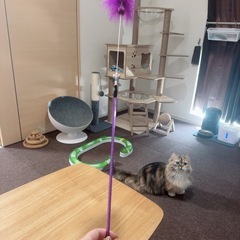 猫じゃらし