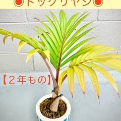【南国観葉植物】トックリヤシ　オシャレな鉢植え　新芽あり２年もの...