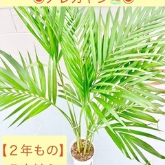 【南国観葉植物】アレカヤシ　室内OK 新芽あり２年もの　おまけ水...