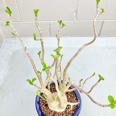 【南国観葉植物】アデニウム　オシャレな鉢植え　新芽あり８年もの　おまけ水受皿つき の画像