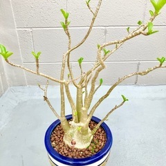 【南国観葉植物】アデニウム　オシャレな鉢植え　新芽あり８年もの　おまけ水受皿つき の画像