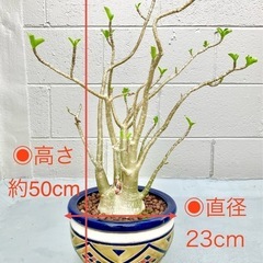 【南国観葉植物】アデニウム　オシャレな鉢植え　新芽あり８年もの　おまけ水受皿つき の画像