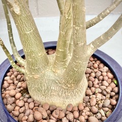 【南国観葉植物】アデニウム　オシャレな鉢植え　新芽あり８年もの　おまけ水受皿つき の画像