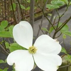 千葉北西部で地植えの白いハナミズキ　金木犀　挿し穂 カット枝 余...