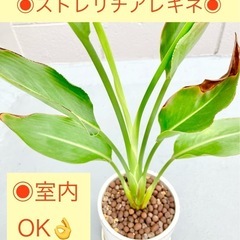 【南国観葉植物】ストレリチア　レギネ　室内OK オシャレな丸鉢植...