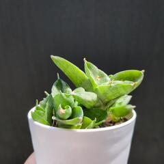 サンセベリア ボンセレンシススーパードワーフ