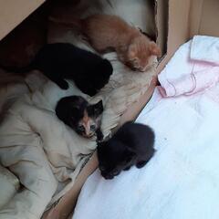 子猫6匹の里親の募集です。