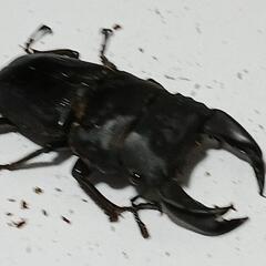 ➁クワガタムシ・カブトムシ引き取りいたします。安価ですが、…