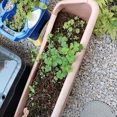 鉢　プランター2つ