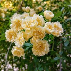 🌿🌼黄色の花🌼🌿　５月６日まで　その３