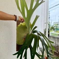 【観葉植物】 商談中　◉ビカクシダ　ネザーランド　の画像