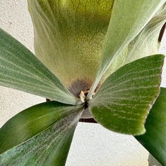 【観葉植物】 商談中　◉ビカクシダ　ネザーランド　の画像