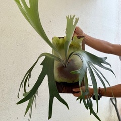 【観葉植物】 商談中　◉ビカクシダ　ネザーランド　の画像