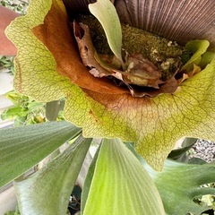【観葉植物】 商談中　◉ビカクシダ　ネザーランド　の画像