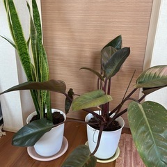 観葉植物　2種セット　