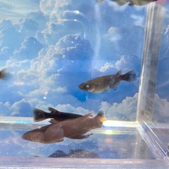 五式系片目ブルーアイ🐦‍🔥🦋　7匹の画像
