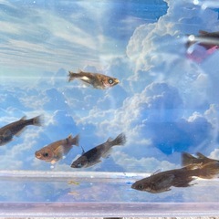 五式系片目ブルーアイ🐦‍🔥🦋　7匹の画像