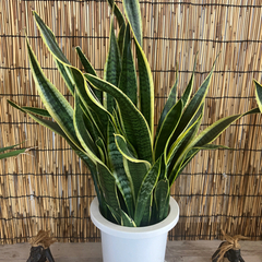 サンセベリア　観葉植物