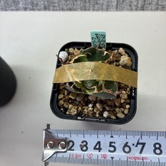 アガベ　の画像