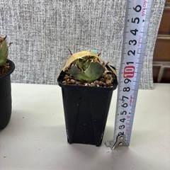 アガベ　の画像