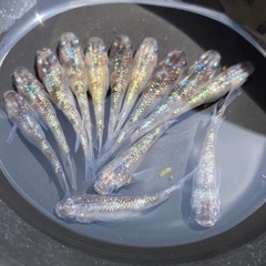 白斑ラメサファイア💎　13匹　メダカ　めだか