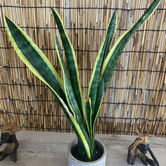 サンセベリア　観葉植物