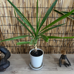 観葉植物