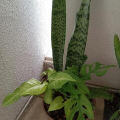 寄せ植えＢ38