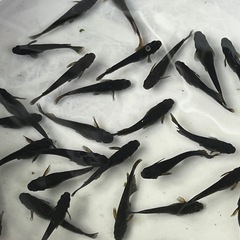 サタンメダカ アースアイ遺伝子