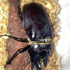 レックスゾウカブト幼虫の画像