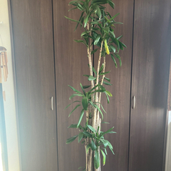 観葉植物