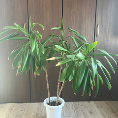 観葉植物