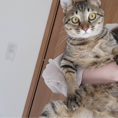 キジ猫の女の子