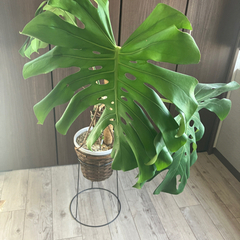 モンステラ　観葉植物