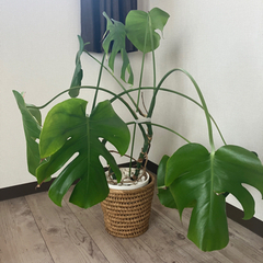 観葉植物