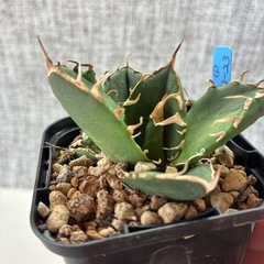 アガベ　オアハカ　カキコの画像