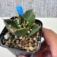 アガベ　オアハカ　カキコの画像