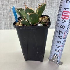 アガベ　オアハカ　カキコの画像