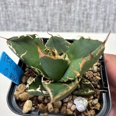 アガベ　オアハカ　カキコの画像