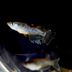 メダカ　フロマージュ　　　