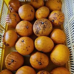 甘夏