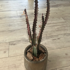 サボテン　観葉植物