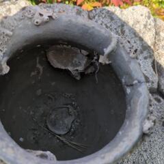 陶器製蛸壺の画像