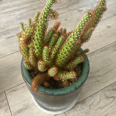 サボテン　観葉植物