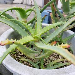 アロエ3株の画像
