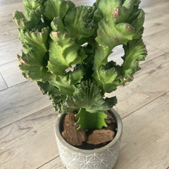 サボテン　観葉植物